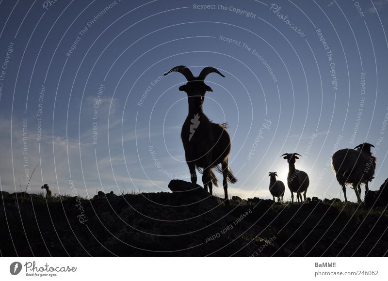 wir sind da!! Tier Sommer Steppe Mongolei Nutztier Ziegen Schaf 1 Tiergruppe wandern Stolz Farbfoto Gedeckte Farben Außenaufnahme Menschenleer Textfreiraum oben