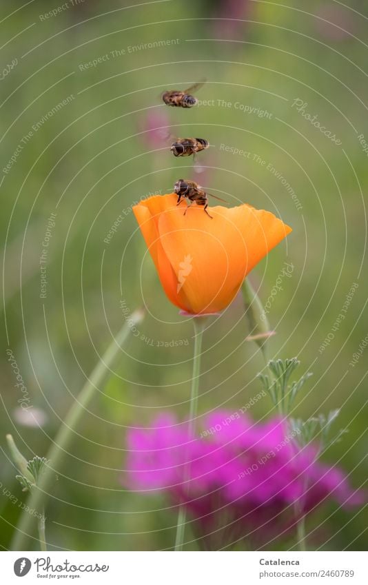 Geschwindigkeit | genau auf einander abgestimmt Natur Pflanze Tier Sommer Schönes Wetter Blume Gras Blatt Blüte Mohnblüte Garten Wiese Feld Schwebefliegen