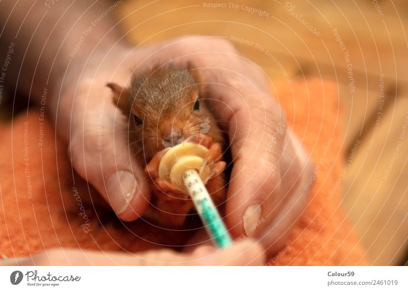 Eichhörnchen Milch Flasche Krankenpflege Baby Hand Natur Tier Wildtier Fell 1 Tierjunges Fressen füttern Liebe Wachstum Neugier niedlich weich braun