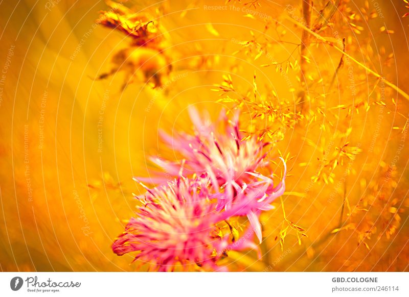 Sommermärchen Natur Pflanze Blume Gras Kornblume Wiese Tier Hummel 1 Blühend Duft fliegen natürlich Wärme gelb gold rosa Pollen Nektar Biene Farbfoto mehrfarbig