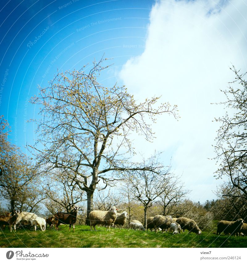 das gemeine Sommerschaf Umwelt Natur Landschaft Himmel Klima Pflanze Baum Tier Nutztier Tiergruppe Herde beobachten machen authentisch blau Zufriedenheit Farbe