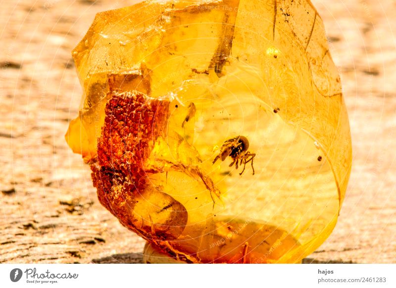 Bernstein mit Einschluss einer Spinne Natur Mode alt gelb Insekt Nahaufnahme Makroaufnahme Baltisch Baumharz Medikament Steinheilkunde Farbfoto Menschenleer