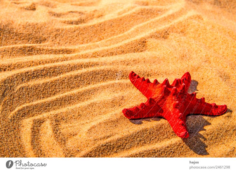 Seestern anei einem Strand Ferien & Urlaub & Reisen Sommer Sand Tier Tourismus rot maritim Sandstrand Linie Sommerferien tropisch Sonnenstrahlen Reisefotografie