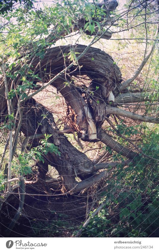 Monstreuse Natur Pflanze Erde Baum Sträucher Blatt Grünpflanze Wildpflanze Baumstruktur Wurzel entwurzelt Holz dehydrieren Wachstum groß Umwelt gekrümmt