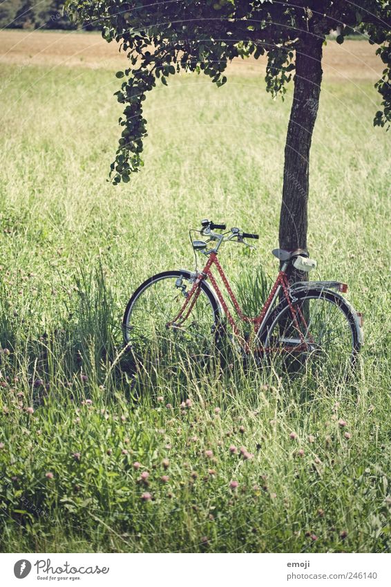 Fahrrad gepunktet, mit Herz Natur Landschaft Sommer Schönes Wetter Baum Gras Feld grün Erholung Pause natürlich Bewegung Farbfoto Außenaufnahme Menschenleer Tag