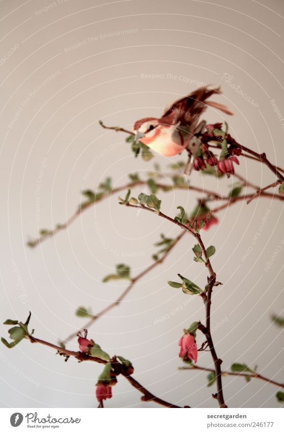 bei dir piept's wohl! Häusliches Leben Wohnung Dekoration & Verzierung Kunst Natur Pflanze Frühling Vogel 1 Tier verblüht ästhetisch Kitsch klein braun rot weiß