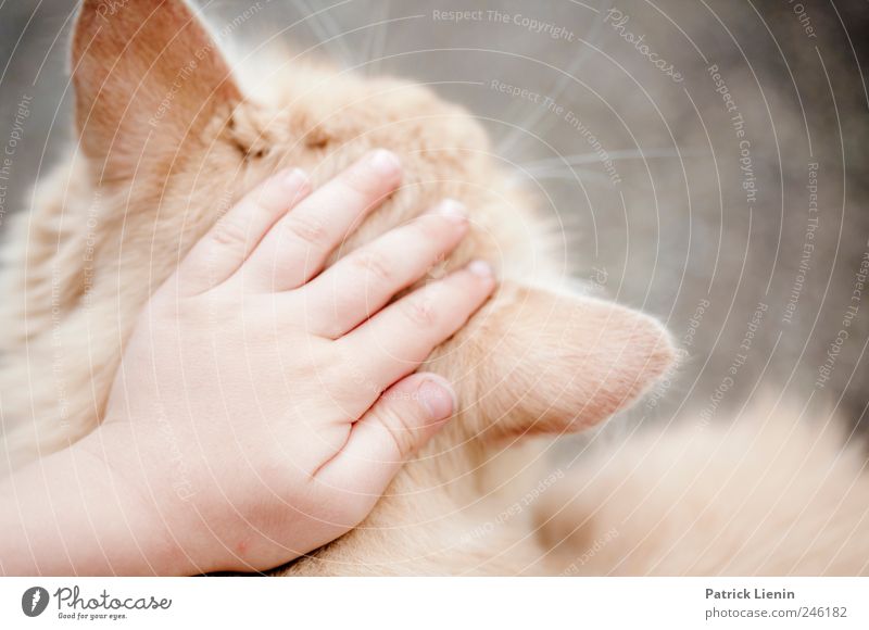 Lovecats Mensch Kind Hand Finger 1 Tier Haustier Katze Fell berühren streichen schön Wärme weich Partnerschaft einzigartig elegant Freundschaft Kindheit Kontakt