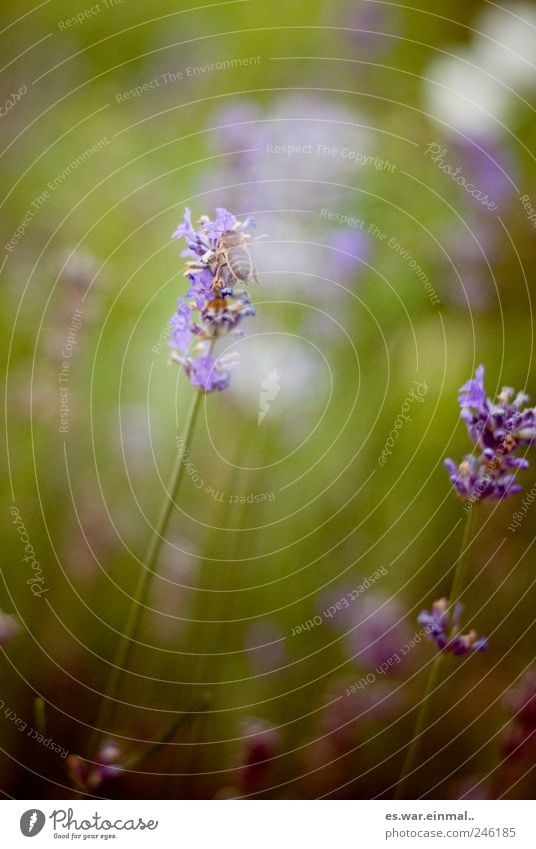 sommer in der schweiz Blume Gras fliegen Biene Wespen Lavendel Farbfoto