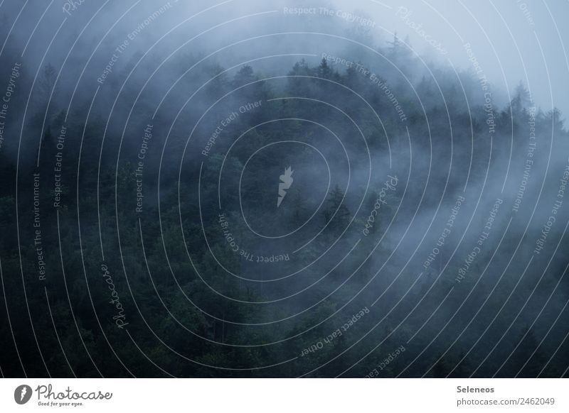 im Nebel Wolken Nebelschwaden Nebelschleier Wald Bäume Landschaft Natur Menschenleer Außenaufnahme Baum Erholung Nebelstimmung Farbfoto ruhig Nebelwald