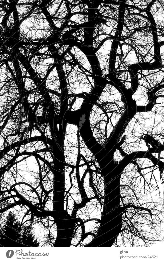 tree net Baum Herbst verzweigt Schwarzweißfoto Ast Natur