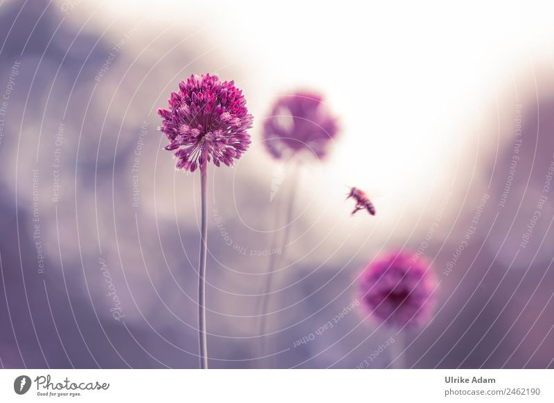 Kleiner Zierlauch ( Allium ) im Gegenlicht der Natur Design Pflanze Tier Frühling Sommer Baum Blüte Porree Garten Park Biene fliegen glänzend leuchten natürlich