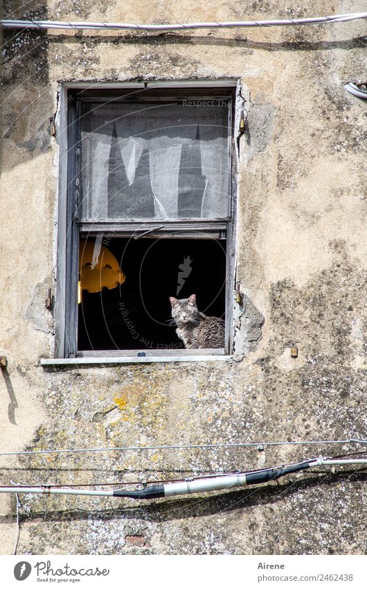 Lebensart | nur mit Katze Kabel Ruine Altbau Fassade Fenster Tier 1 beobachten Erholung sitzen Neugier grau schwarz Zufriedenheit Lebensfreude Geborgenheit