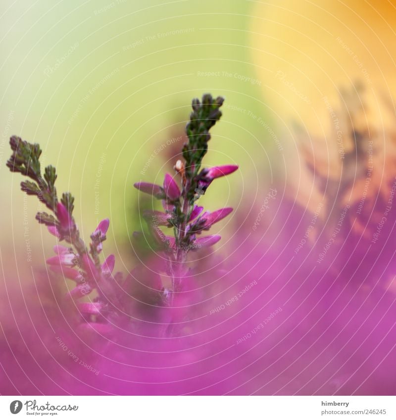 purple haze Lifestyle Stil harmonisch Wohlgefühl Sinnesorgane Duft Kur Spa Gartenarbeit Umwelt Natur Landschaft Frühling Sommer Pflanze Blume Gras Sträucher