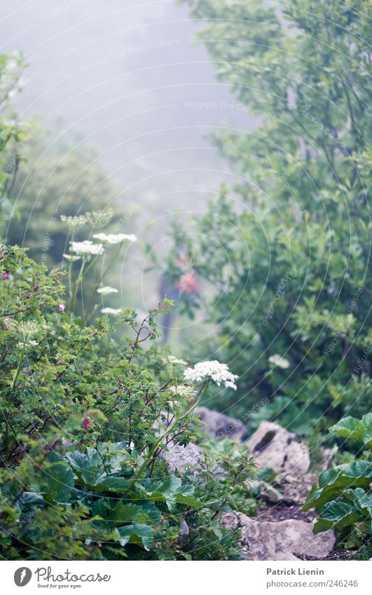 Mittelerde Umwelt Natur Landschaft Pflanze Urelemente Klima Wetter schlechtes Wetter Wind Nebel Baum Blume Urwald Hügel Felsen Berge u. Gebirge nass wild
