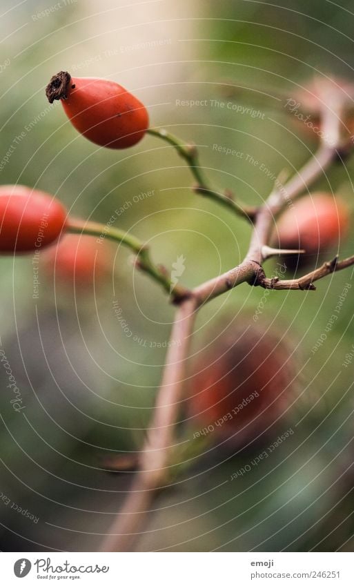 Hagebutten I Natur Pflanze rot Stachel Dorn Zweige u. Äste Frucht Farbfoto Außenaufnahme Nahaufnahme Detailaufnahme Makroaufnahme Menschenleer Tag