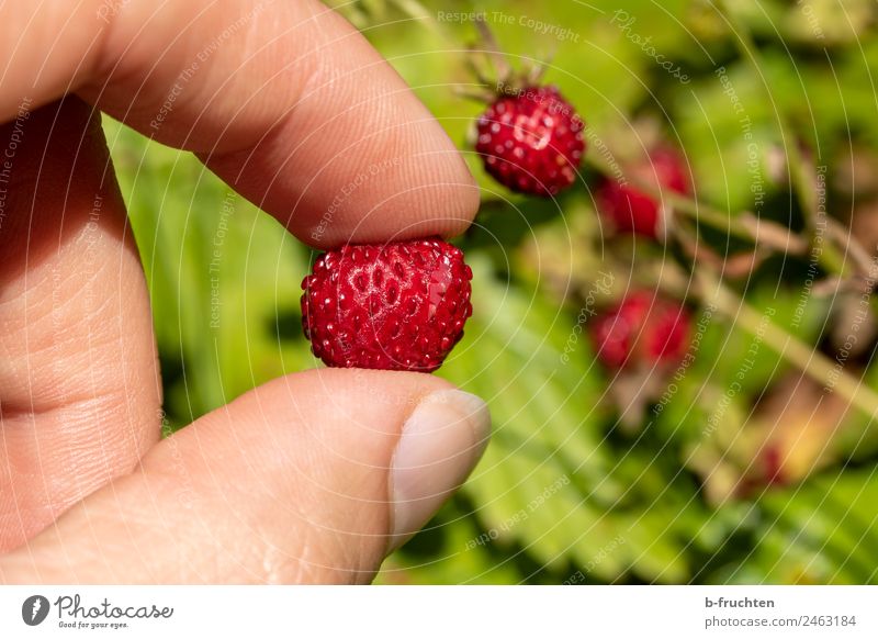 leckere Walderdbeeren Frucht Mann Erwachsene Hand Finger Garten wählen festhalten frisch Gesundheit genießen Wald-Erdbeere Süßwaren Farbfoto Außenaufnahme