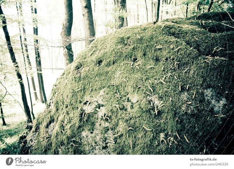 Der Wald-Blob Umwelt Natur Landschaft Pflanze Erde Sommer Baum Gras Moos Blatt Hügel Felsen Berge u. Gebirge kalt grün Moosbewuchs bewachsen Flechten