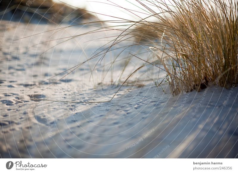 Düne|Baltrum Natur Landschaft Pflanze Erde Sonnenlicht Schönes Wetter Gras Sträucher Küste Strand Nordsee Insel Farbfoto Außenaufnahme Menschenleer