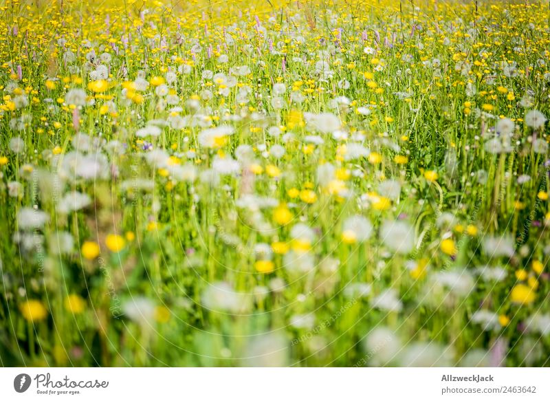 blühende Alpenwiese im Sommer schönes Wetter Natur Flora Blumen Gräser Wiese grün Pusteblumen saftig Alm gelb Detailaufnahme menschenleer