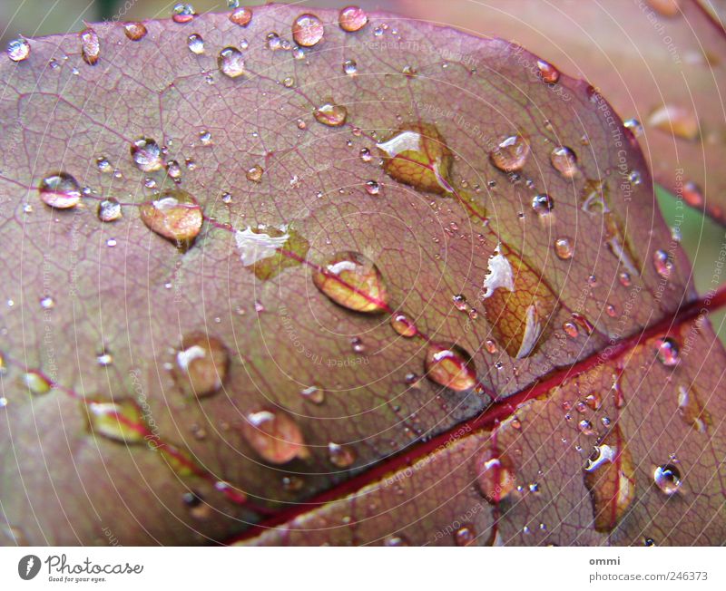 Taufrisch Wasser Wassertropfen Pflanze Blatt glänzend nass natürlich Natur Blattadern Tröpfchen Farbfoto Detailaufnahme Makroaufnahme Menschenleer