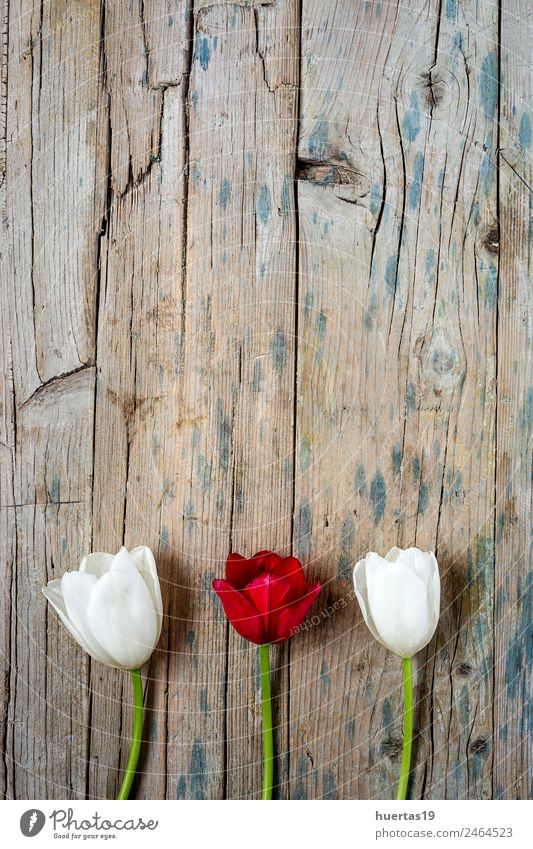 Blumiger Hintergrund mit roten und weißen Tulpen Valentinstag Natur Pflanze Blume Blatt Grünpflanze Blumenstrauß natürlich grün Gefühle Romantik Güte Farbe