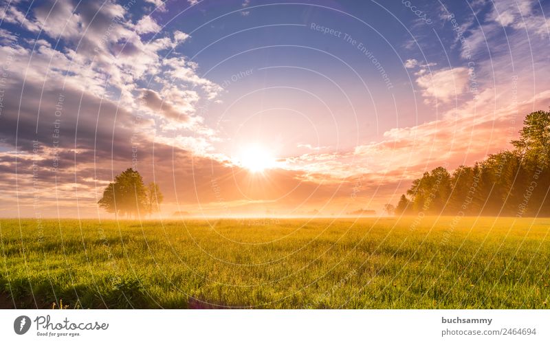 Sonnenaufgang im Schwarzwalf Ferien & Urlaub & Reisen Tourismus Ausflug Freiheit Sommer wandern Natur Landschaft Pflanze Tier Himmel Wolken Sonnenuntergang