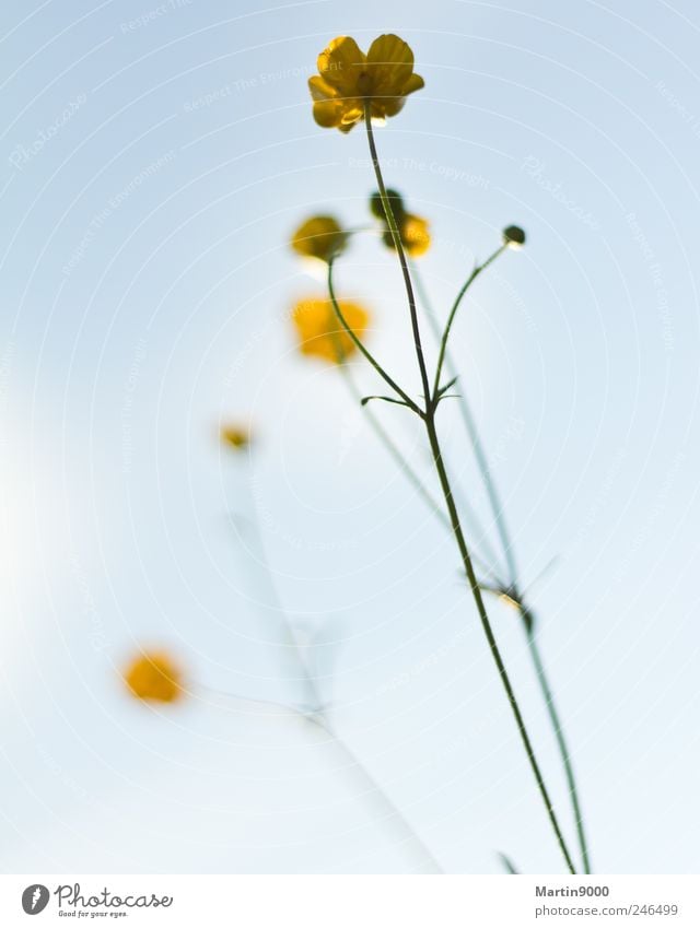 Hahnenfuss auf Wiese Natur Sonnenlicht Schönes Wetter Pflanze Blüte Feld Fröhlichkeit hell gelb selbstbewußt bescheiden Stolz Freiheit Optimismus Farbfoto