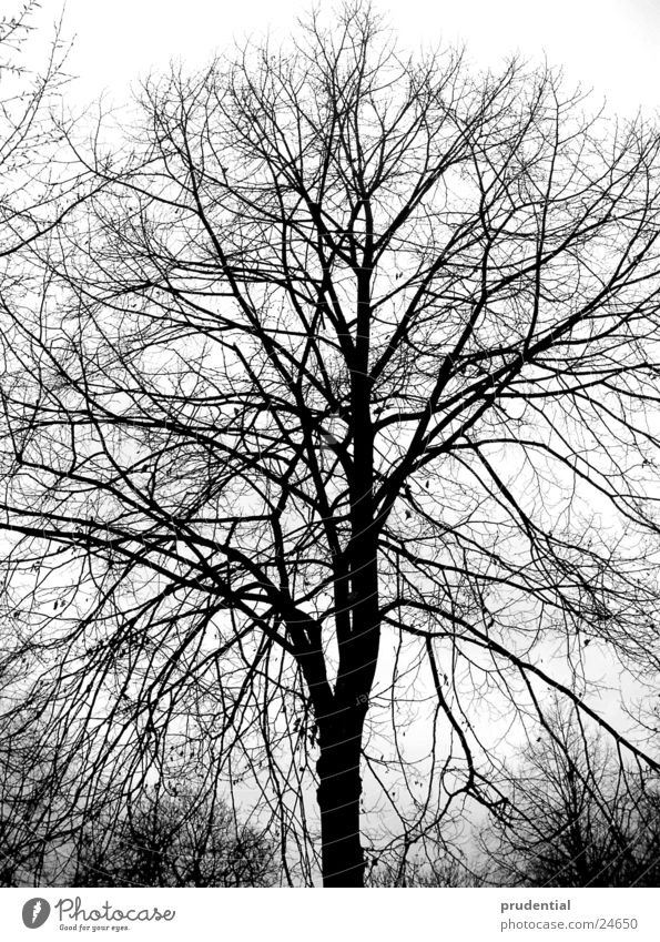 winterbaum Baum Winter Schwarzweißfoto