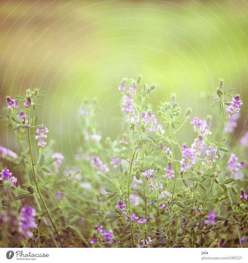sonnentag Umwelt Natur Pflanze Sommer Blume Gras Blatt Blüte Wildpflanze Wiese Kitsch natürlich schön grün violett Farbfoto Außenaufnahme Menschenleer
