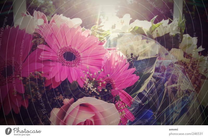 Sonnenblumen Sonnenlicht Schönes Wetter Blume Blumenstrauß Duft elegant Freundlichkeit hell schön rosa Glück Fröhlichkeit Romantik Gerbera Gesteck Farbfoto
