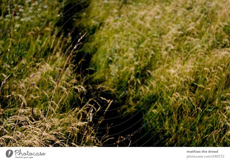 DÄNEMARK - XIX Schönes Wetter Pflanze Gras Sträucher Moos schön grün Wege & Pfade Farbfoto mehrfarbig Außenaufnahme Nahaufnahme Menschenleer Tag Kontrast