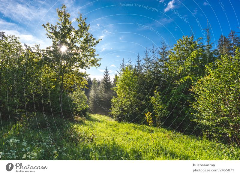 Sonne im Wald Ferien & Urlaub & Reisen Tourismus Sommerurlaub wandern Umwelt Natur Landschaft Himmel Wolken Sonnenlicht Schönes Wetter Baum Gras