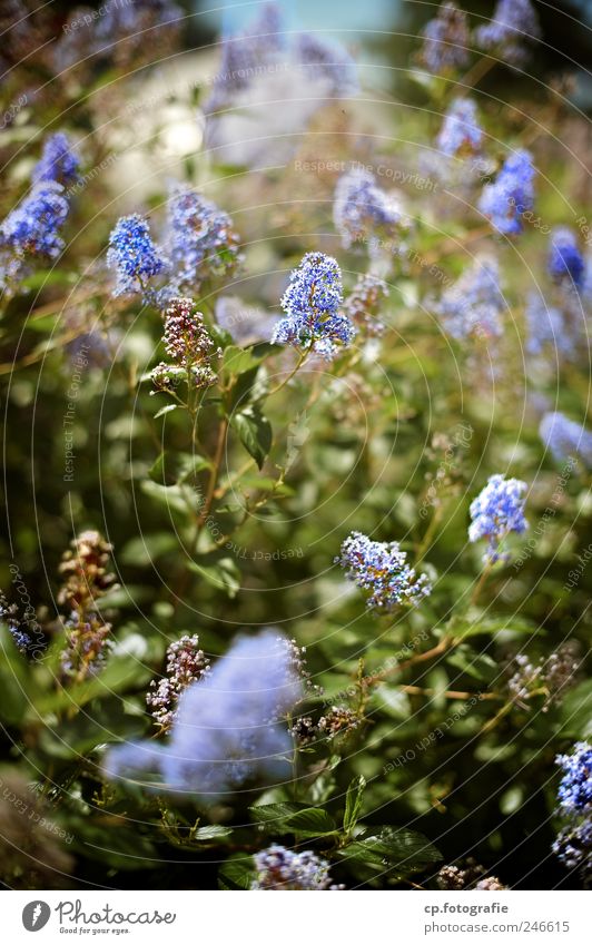blaue Blütenpracht Natur Pflanze Sonnenlicht Schönes Wetter Sträucher Blatt Grünpflanze Garten Park natürlich Farbfoto Außenaufnahme Tag Schwache Tiefenschärfe