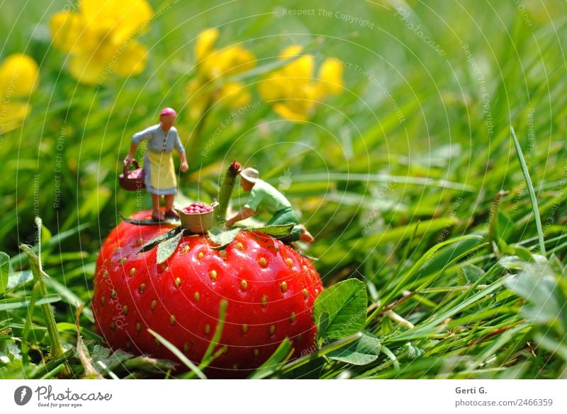 Miniaturfiguren - ErdbeerPflücker Frucht Ernährung Arbeit & Erwerbstätigkeit Beruf Landwirtschaft Forstwirtschaft Dienstleistungsgewerbe maskulin feminin 2