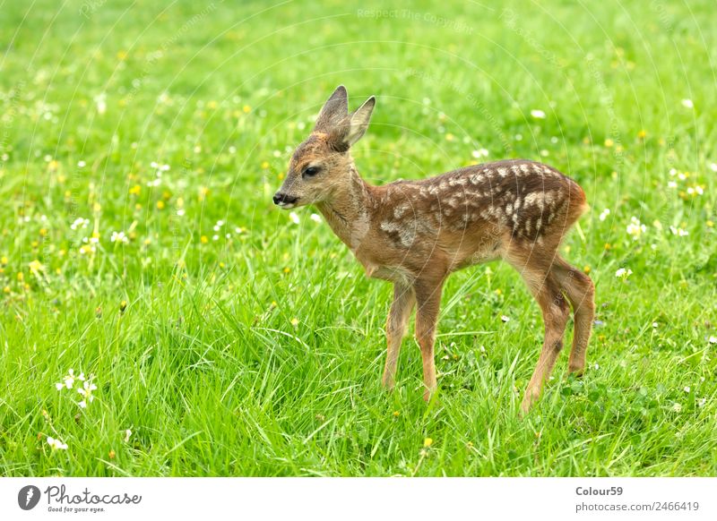 Rehkitz schön Sommer Baby Natur Tier Frühling Gras Park Wiese Feld Wildtier 1 Tierjunges stehen niedlich braun grün Kitz Hirsche Säugetier Bambi Odocileus