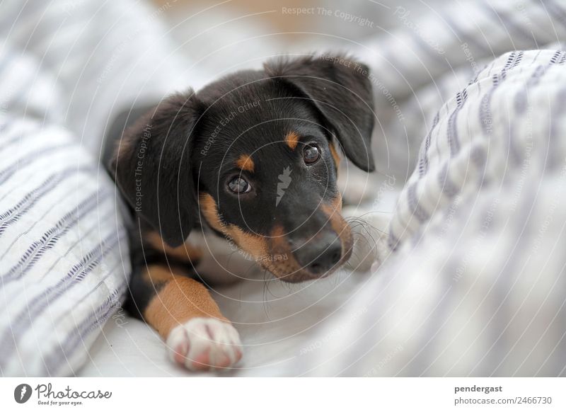 Hundewelpe in Bett 1 Tier Beginn Schlafplatz Wärme Farbfoto Nahaufnahme Morgen Tag Zentralperspektive Tierporträt Blick in die Kamera