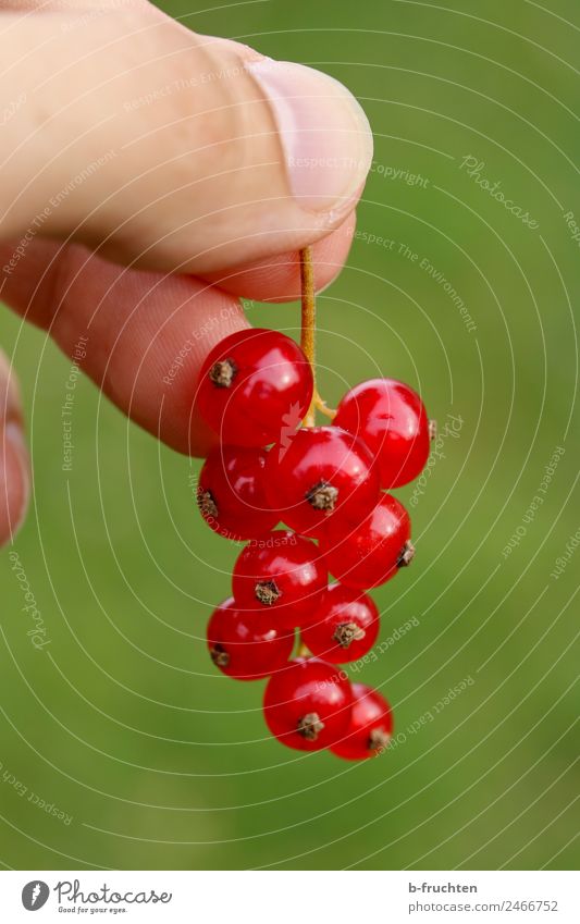 Rote Johannisbeeren Lebensmittel Frucht Bioprodukte Mann Erwachsene Hand Finger Essen festhalten frisch Gesundheit grün rot Blüte Garten pflücken reif sauer