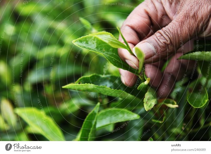 Teeblätter Hand Finger 1 Mensch 45-60 Jahre Erwachsene Pflanze Sträucher Blatt Nutzpflanze grün Farbfoto Nahaufnahme Textfreiraum links Tag