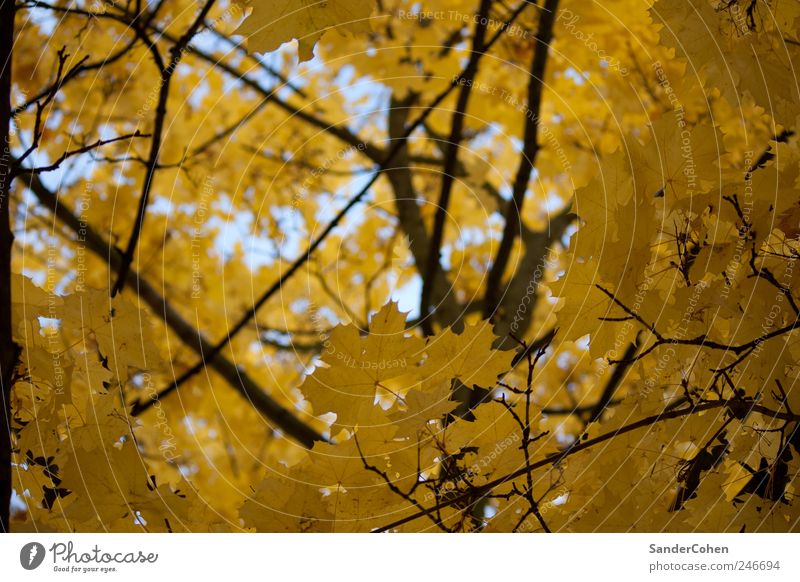 Herbst Umwelt Natur Pflanze Baum Blatt Park Stadtrand hoch gelb schwarz ruhig ästhetisch elegant Erholung Freizeit & Hobby Farbfoto Außenaufnahme Tag Licht