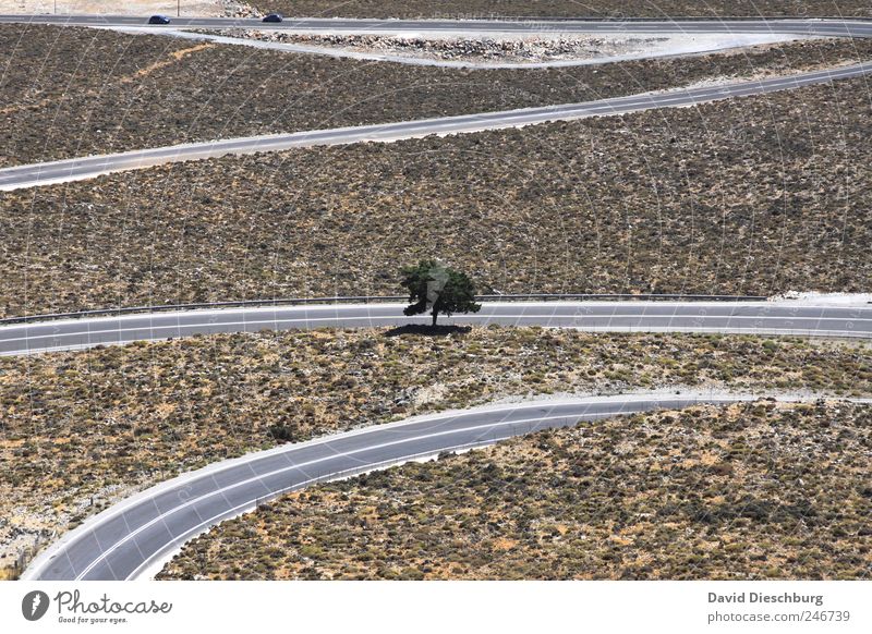 Ganz alleine gewachsen Natur Landschaft Sommer Schönes Wetter Dürre Pflanze Baum Hügel Verkehrswege Straßenverkehr braun grün Linie trocken einzigartig Kreta