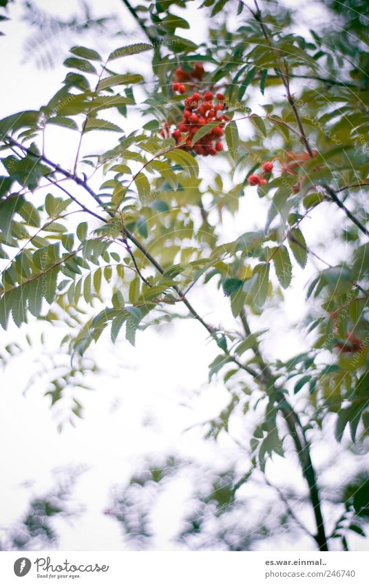 schöne welt Umwelt Wildpflanze Wachstum Blatt Frucht rot Farbfoto