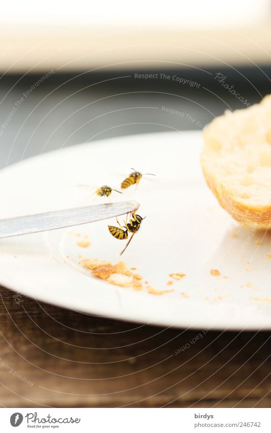 Wer frühstückt schon gern allein Brötchen Frühstück Teller Messer Tisch Wespen 3 Tier Fressen hängen Aggression bedrohlich gefräßig Ekel Natur süß nervig Insekt