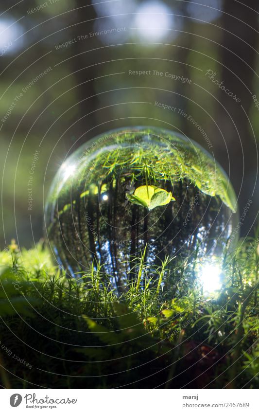 steht im Walde, aber auf dem Kopf Natur Pflanze Moos Kleeblatt Glas Glaskugel leuchten einfach grün Reinheit Hoffnung Einsamkeit entdecken sanft Farbfoto