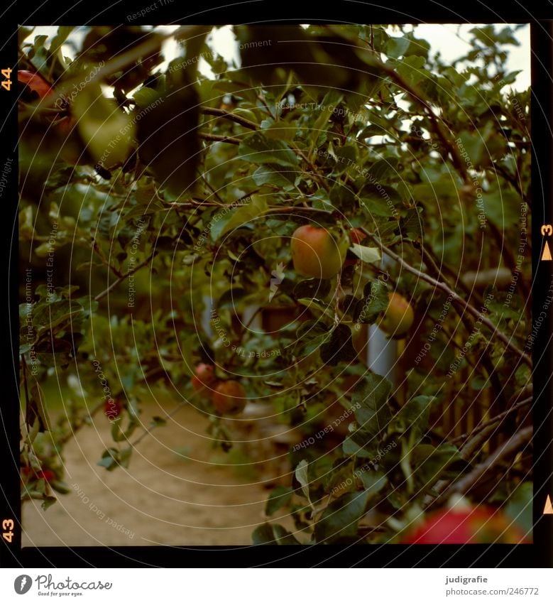 Garten Lebensmittel Frucht Ernährung Bioprodukte Umwelt Natur Pflanze Sommer Baum Apfelbaum Wachstum Farbfoto Gedeckte Farben Außenaufnahme Menschenleer