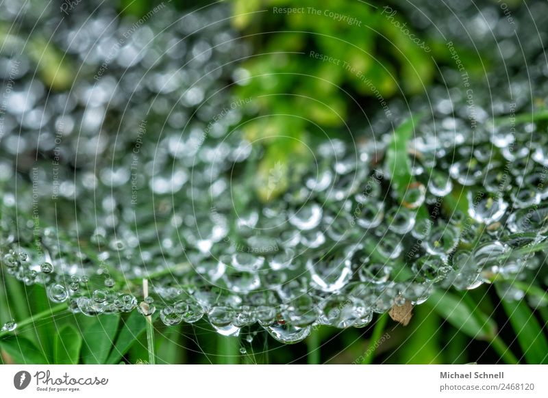 Tropfen im Spinnennetz Umwelt Natur Wasser Wassertropfen Flüssigkeit nass natürlich grün Tau Farbfoto Außenaufnahme Nahaufnahme Makroaufnahme Textfreiraum oben