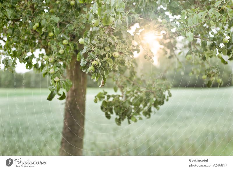 Und morgen geht sie wieder auf. Umwelt Natur Landschaft Sonne Sonnenlicht Sommer Baum Feld grün Apfelbaum Apfelbaumblatt Blatt Farbfoto Außenaufnahme