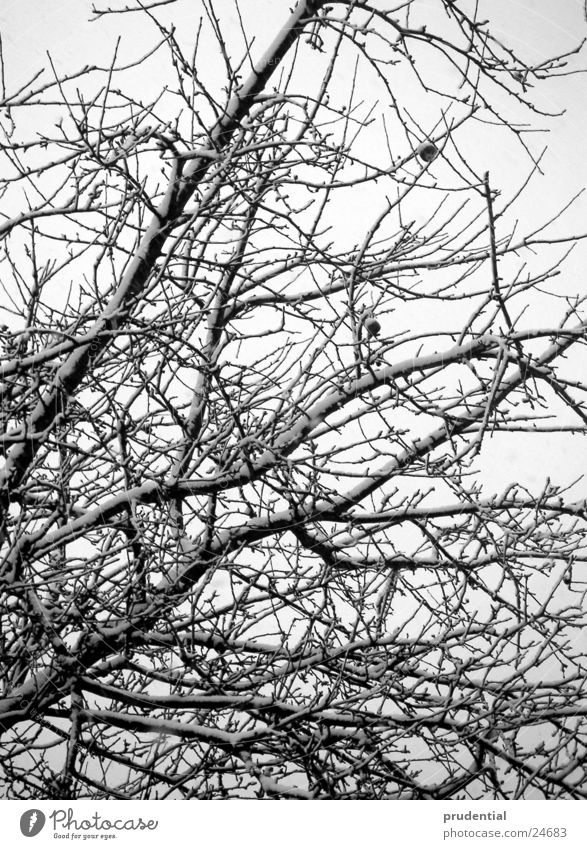 baum im schnee Winter Baum kalt Schnee Schwarzweißfoto