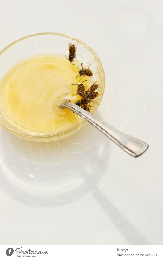 Nahrungskonkurrenten Honig Frühstück Schalen & Schüsseln Löffel Biene Wespen Tiergruppe entdecken Fressen krabbeln Sauberkeit süß gelb weiß Gelassenheit