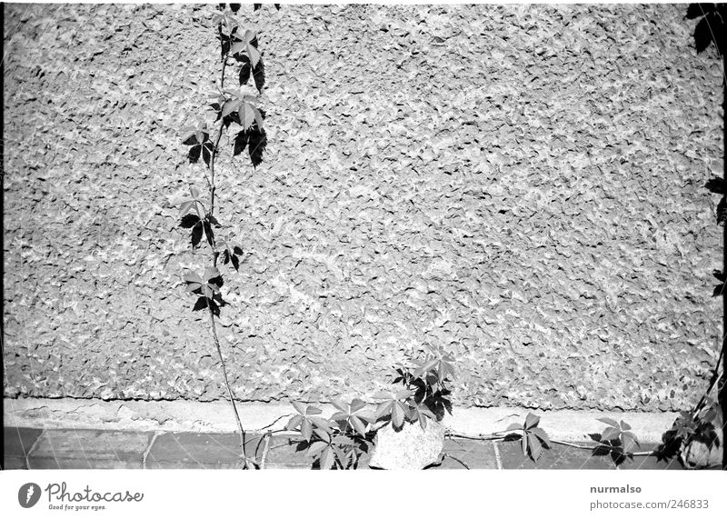 Grafikranke Wohnung Garten Hausbau Renovieren Kunst Umwelt Natur Pflanze Mauer Wand Fassade Zeichen verblüht dehydrieren Wachstum dunkel eckig Stimmung Beginn