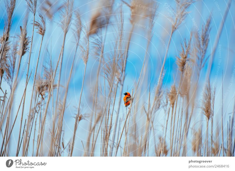 Orangenrohrweber Ferien & Urlaub & Reisen Sommer Umwelt Natur Pflanze Tier Himmel Wolken Flussufer Vogel 1 blau orange Frühlingsgefühle Tierliebe Gelassenheit